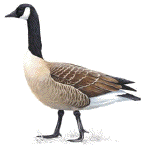 A picture named goose.gif