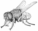 A picture named bigfly.gif