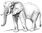 A picture named elephant.gif