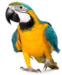 A picture named parrot.jpg