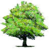 A picture named tree.jpg