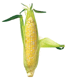 A picture named corn.gif