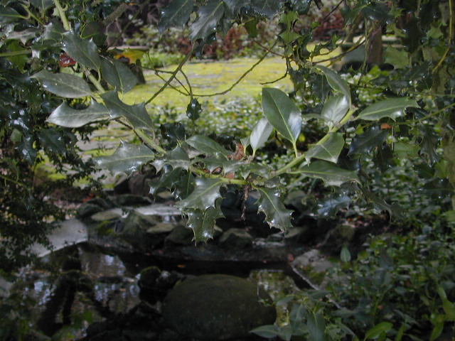 Live oak leaves: 