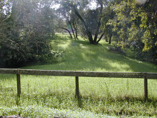Sunny Walk Pic 6: 