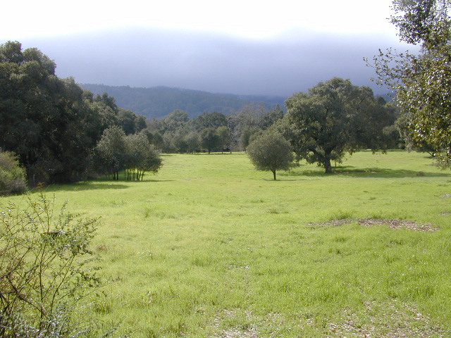 Sunny Walk Pic 12: 