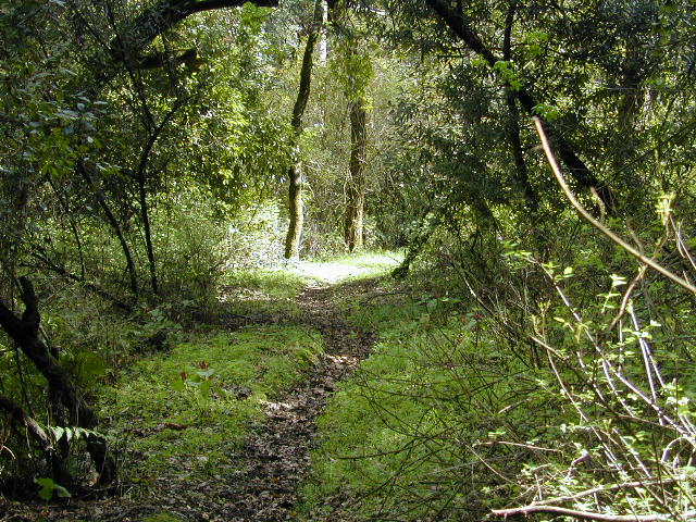 Sunny Walk Pic 19: 