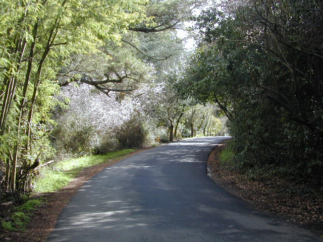 Sunny Walk Pic 22: 