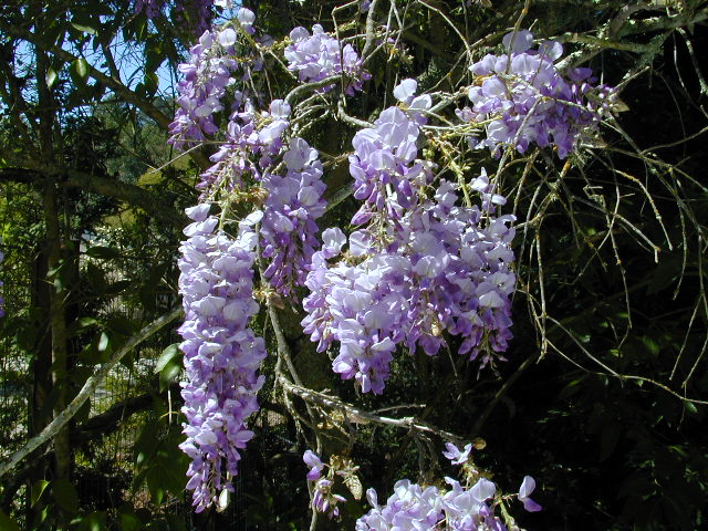 Wisteria in bloom: You know spring is here when the wisteria blooms.