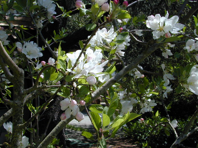 Apple blossoms: 