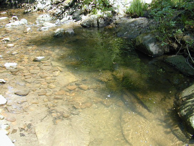 Spring creek 1: 