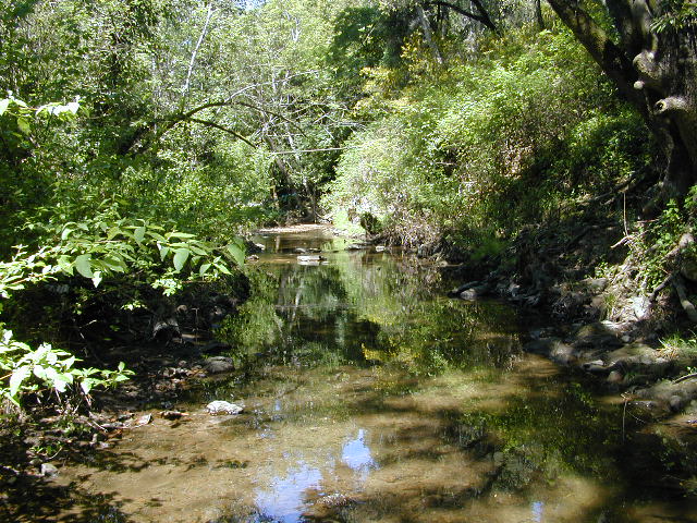 Mellow calm mystical creek: 