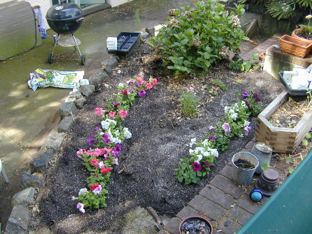 Planted petunias: 