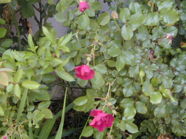 Roses 1: 