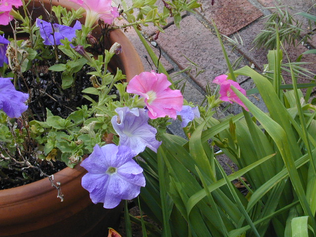 Last year's Petunias 1: 
