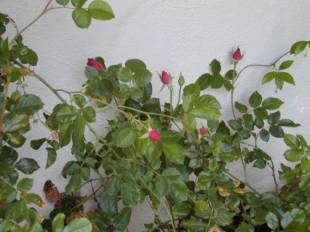 Roses 2: 
