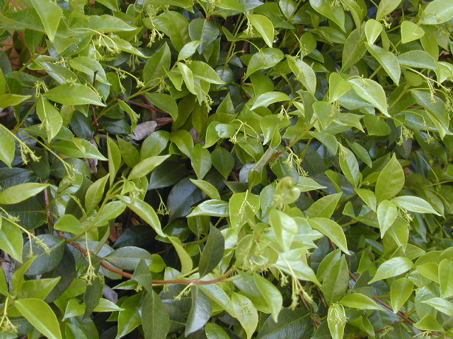 Star Jasmine: 