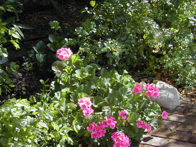Geranium: 