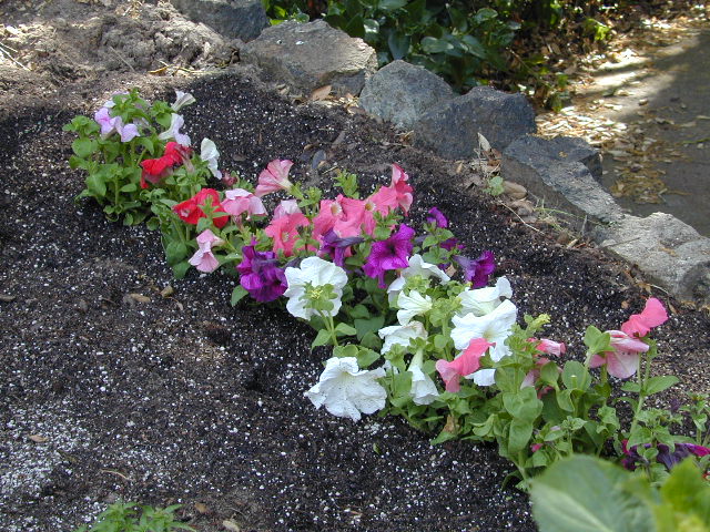New Petunias: 