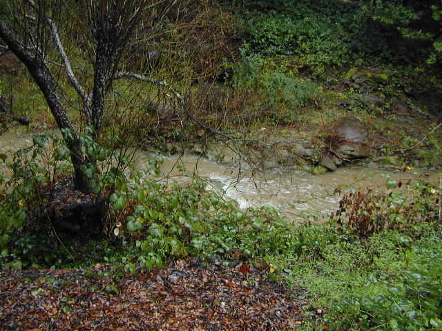 theCreekFromThePatio: 